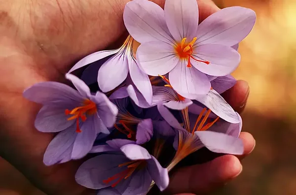 Hotel spa beaune rituel precieux